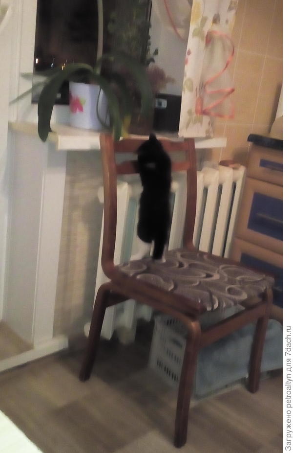 Пробует на  вкус гиппеаструм.