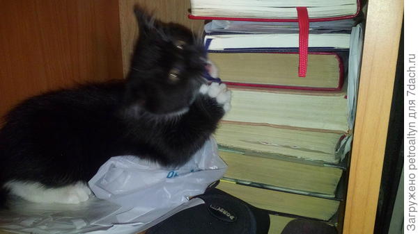 Грызет гранит науки