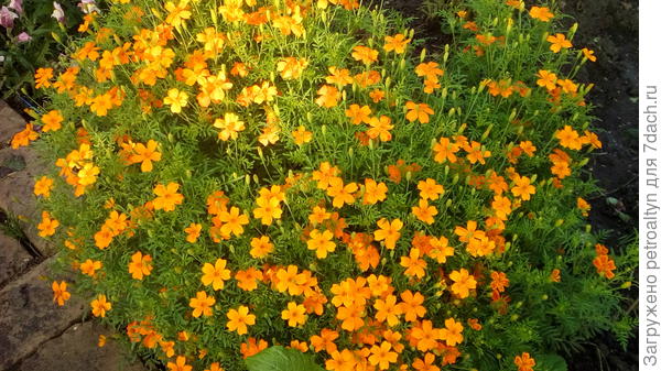 бархатцы тонколистные