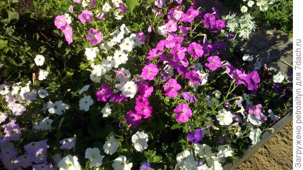 самосевные петунии