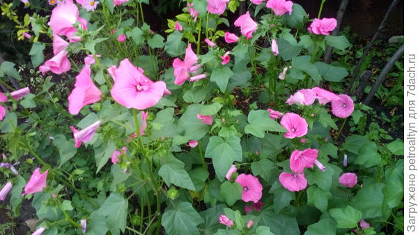 кустик лаватеры