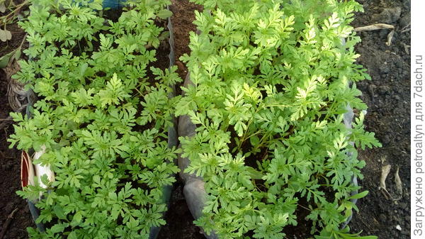 вот две плошки, взошли хорошо и выросли быстро.