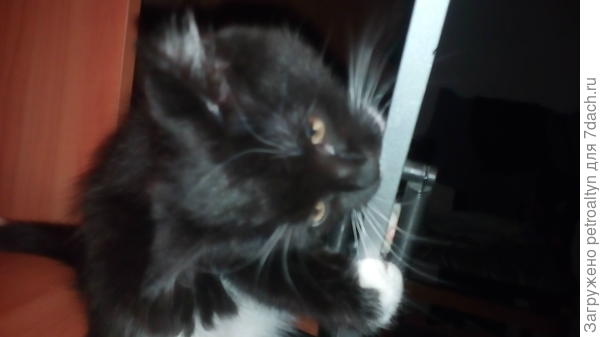 Оля, очень веселее, помощь буквально во всем. Вот лампу мне  настраивает у компа.