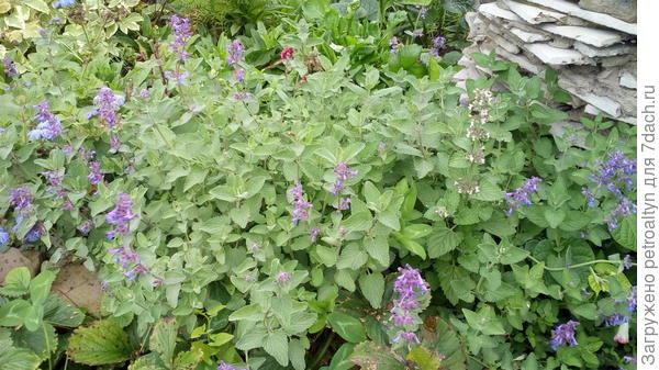 котовник - отличный почвопокровник.