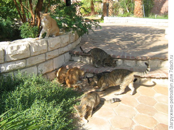 Привет стамбульским от египетских