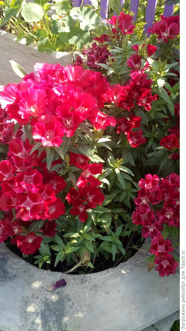 это 2017 в контейнере