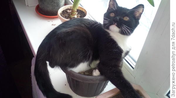 даже после цветочного катаклизма от цветов не отстает