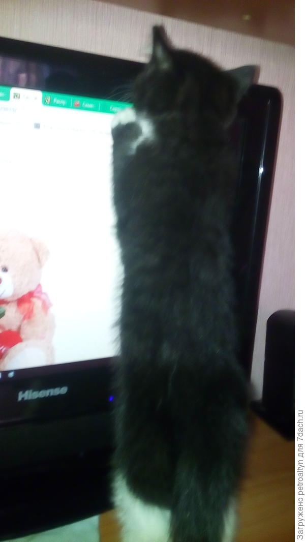 это точно) мой кот - большой любитель сайта)