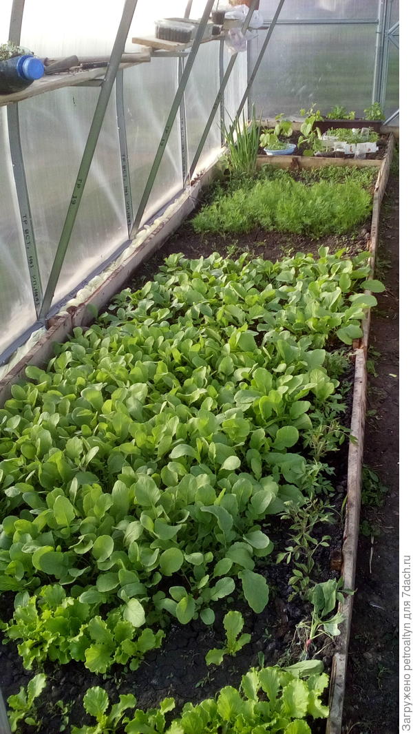 здесь уже к 9 мая редиску рвали в теплице.