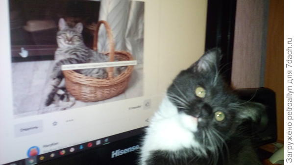 Мама, я хочу с этим котиком  дружиииить...