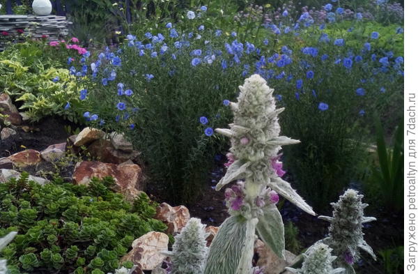 С-стахис, или овечьи ушки. Дала вволю им поцвести в этом году.