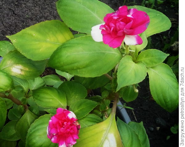 Б-бальзамин. Хоть и один, и в горшочке, но уж очень симпатичен