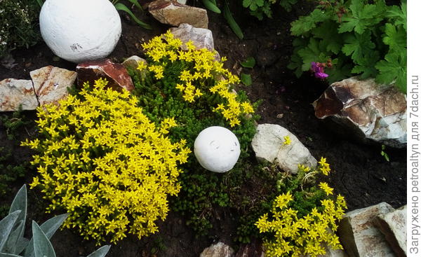 О-очиток. Зацвел ковриком, красавец!