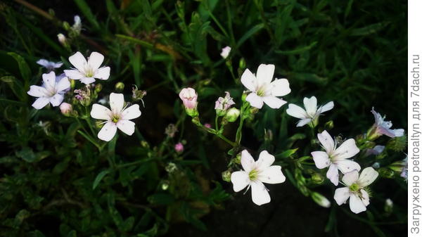 Г-гипсофила. Выращиваю из семян с прошлого года. Вот, зацвела.