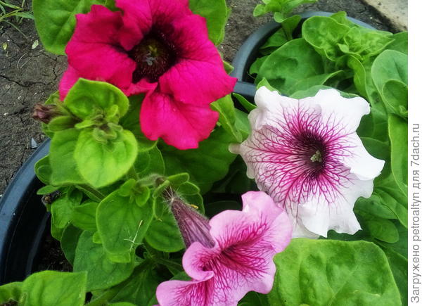 П-петунии, мои любимые)). Весь прошлый год рука об руку с ними, тестировала. А вот сейчас просто любуюсь.
