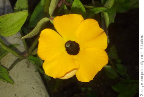 Т-тунбергия.