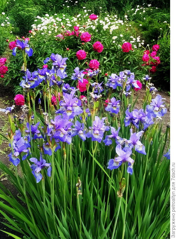 вот я ставила фотку в другой теме, здесь ирисы, я думала это болотные, у меня от них отросток взят был. Они высокие, здесь фотка подрезана просто.