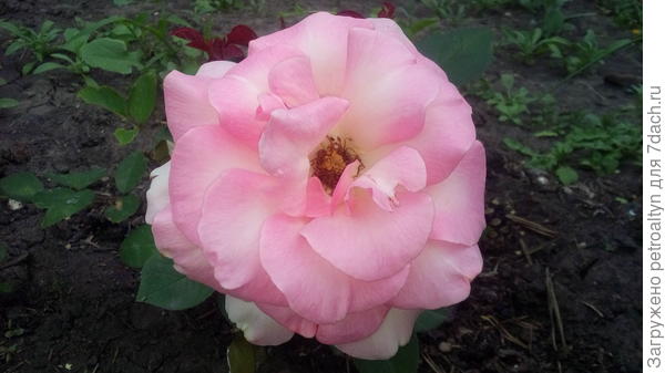 полное цветение. сама нежность.