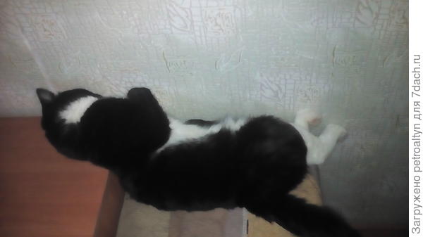 уже не помещается, но все равно любит прикорнуть