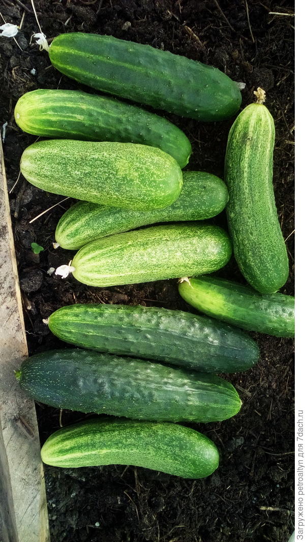 Первый "массовый" сбор в теплице. Видно, что огурчики все разные по масти, сажала по-моему 5-6 сортов. Все перепутала в итоге, сейчас просто едим огурцы без названий)