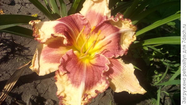 один из трех,  название еще не запомнила(всегда подсматриваю на упаковке).