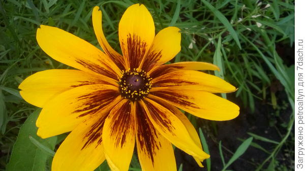 вот такой цветочек рудбекии от меня