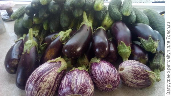 Вот баклажаны