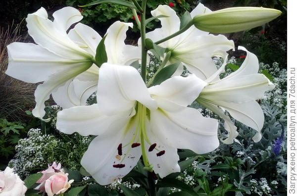 эту белоснежку подарила сестра в виде бАльшой луковицы.