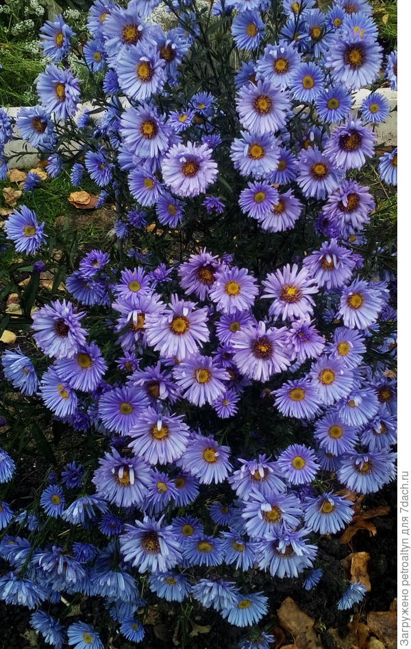 астра многолетняя