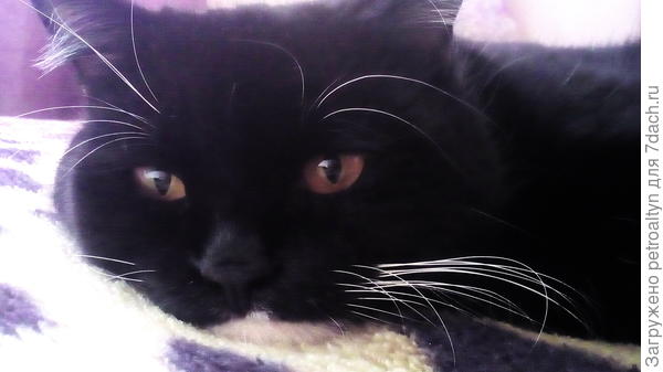 Что то в последнее время так &quot;плющит&quot; меня, глаза так и слипаются....