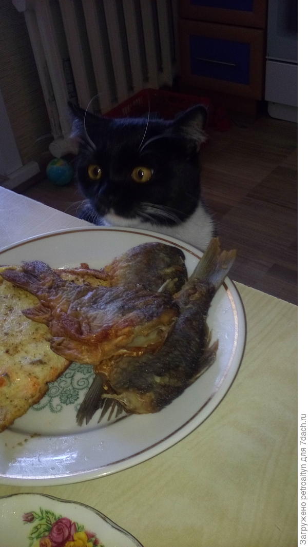 - Витас, с чем же к тебе пожаловать? Рыбку любишь? Я не очень, кости в ней ...