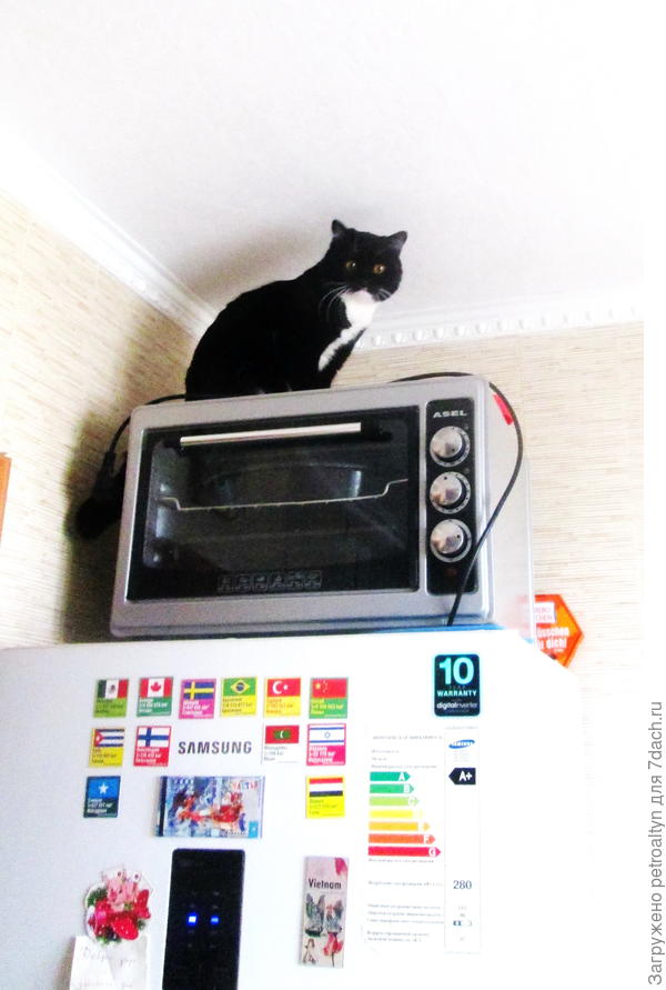 Залезу повыше, вдруг увижу Беларусь и тебя, мой друг, на окошке. -Протяжно мяукаю - С днюшкоооооой!