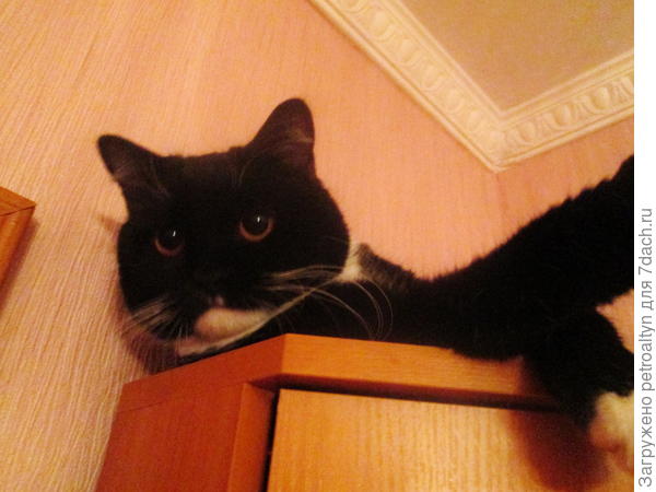 Добренькой ночи всем... _ Мам, я, что,  проспал днюшку Витаса???