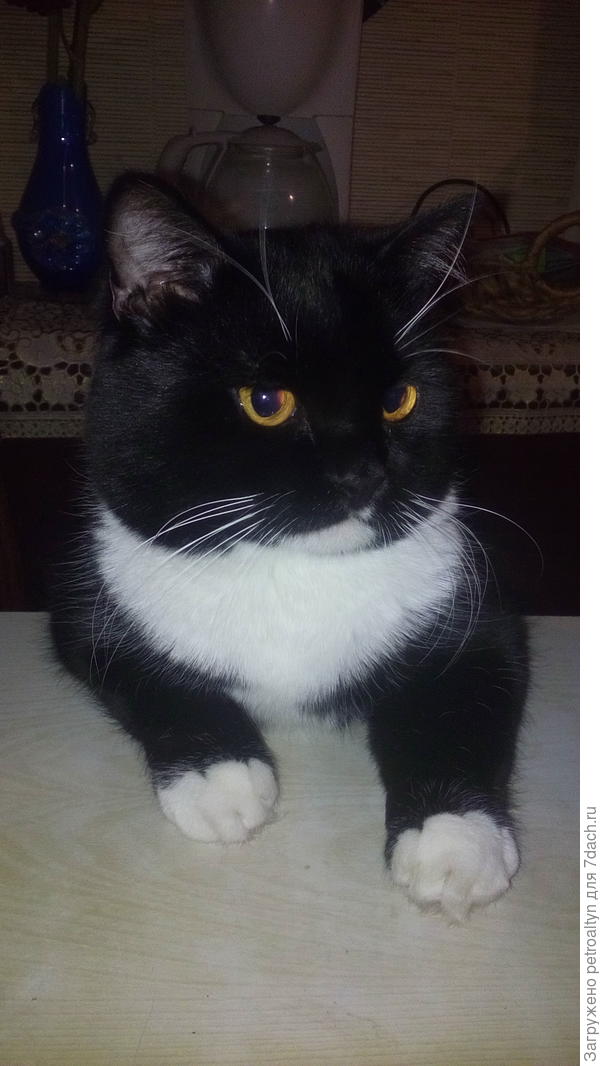 А теперь серьезно. Дорогой старший друг! Поздравляю! Знаком с тобой с двух месяцев, поэтому смело называю другом! Будь таким же - сильным, смелым, гордым, красивым, умным и любимым своими двуногими.