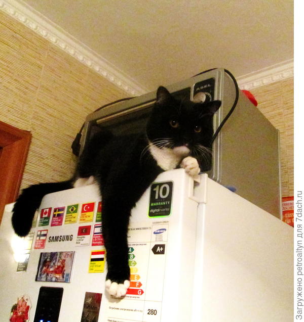 А все потому, что МОЯ вписалась в кулинарный конкурс, столько дел на кухне, и все же под моим неусыпным контролем. Пока на кухне - глаз не сомкнешь)