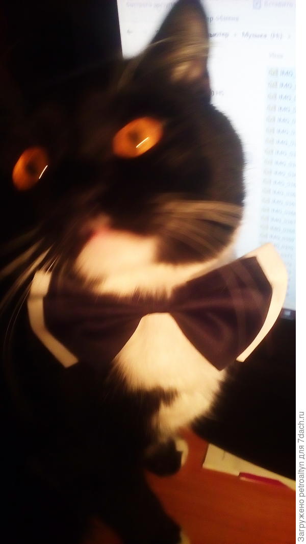 вот никак не дается в бабочке снять.