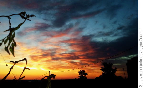 а здесь тот самый пресловутый столб с проводами, всегда мне вид из сада портит