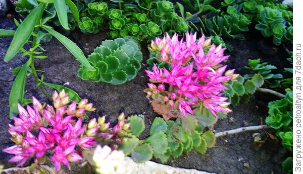 вот такими пышными розетками начинает цвести