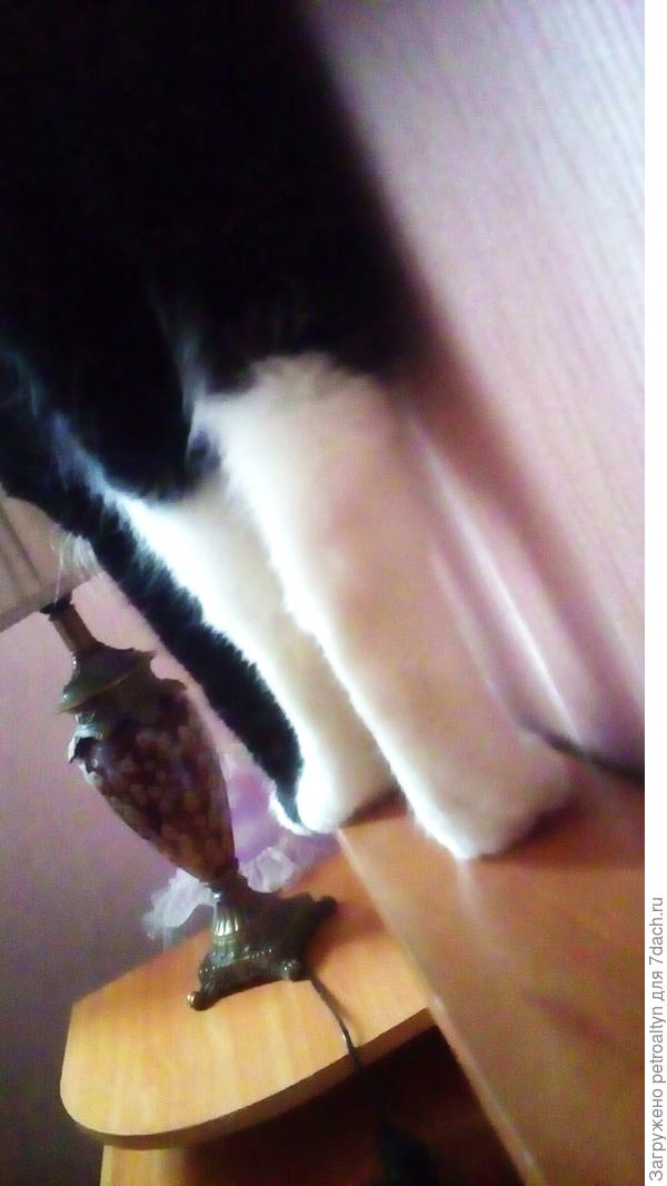 А эти стройные ножки и лапы вижу каждое утро, открыв глаза. Караулит мое пробуждение на изголовье кровати.