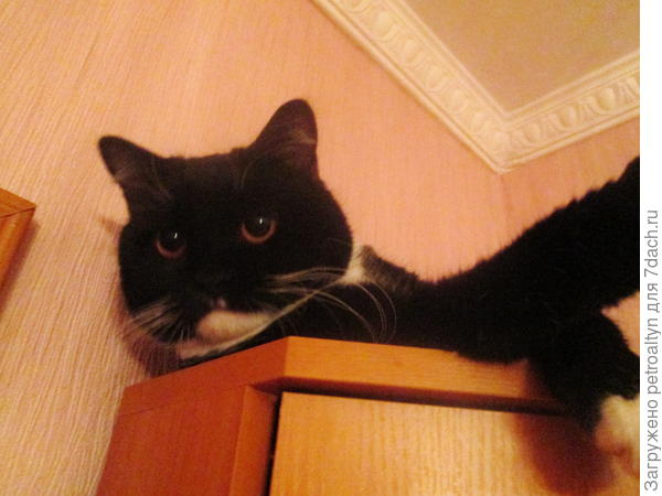 Люблю поспать в тишине и не забываю проконтролировать, чтоб порядок был!