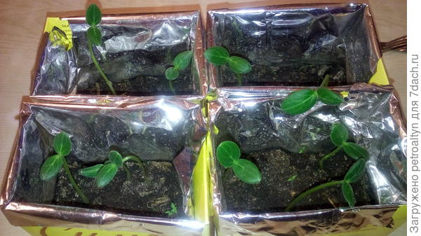 даже тестовые огурцы проращивала в чайных пачках