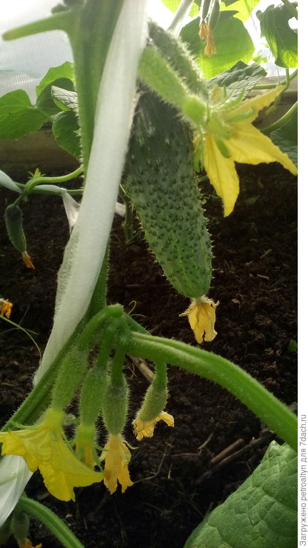 Здесь тоже видно, что плети убраны и у огурца букетное заложение плодов.