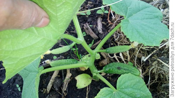 здесь видно, что в пазухе удалены плети, а завязи развились в огуречики.