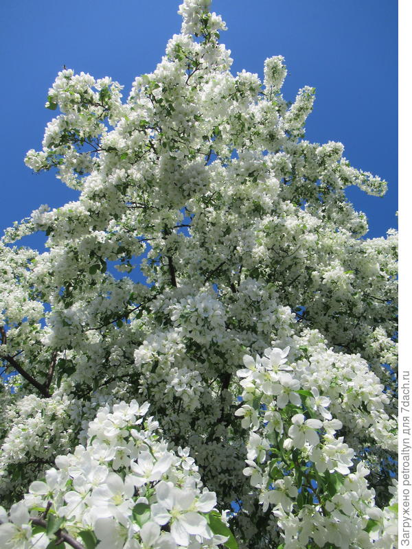 яблонька дичка у ворот