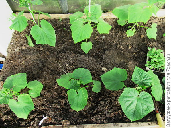 огурчики тепличные