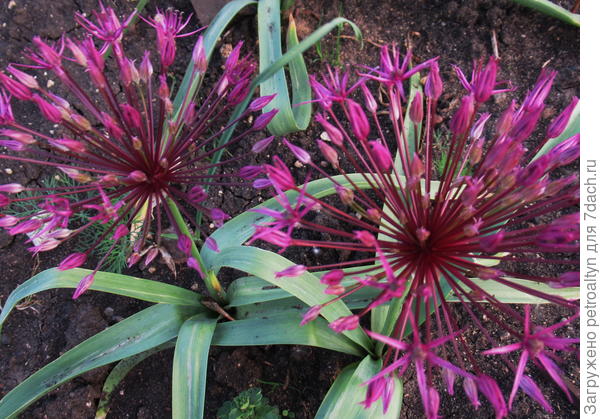 новинки моих клумб - аллиумы. Это - низкий