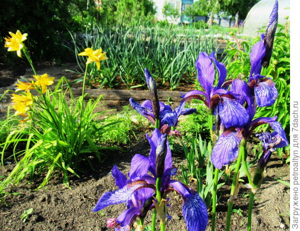 ирис и лилейник