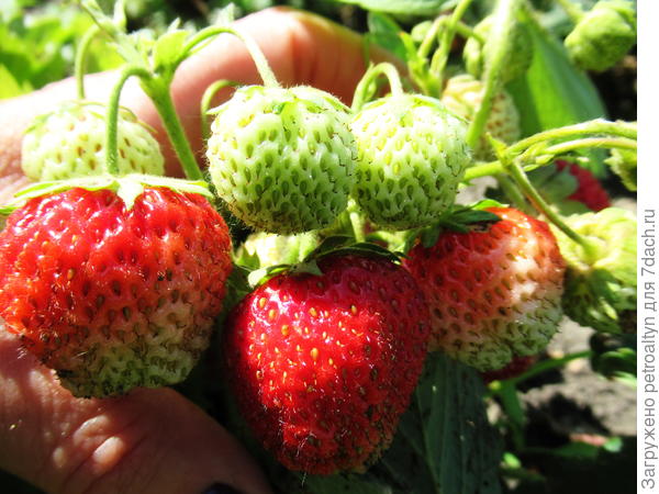 Вчера фоткала.  Сегодня уже можно было рвать. Но оставила)