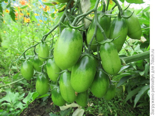 чио чио сан обещает порадовать урожаем