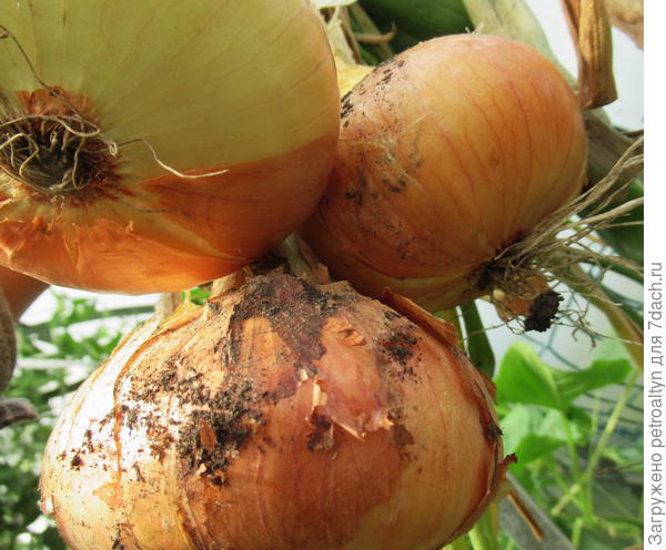 лучок порадовал